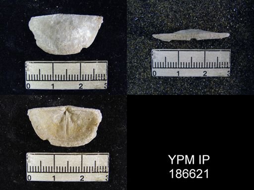 Chonetes granulifer meekanus