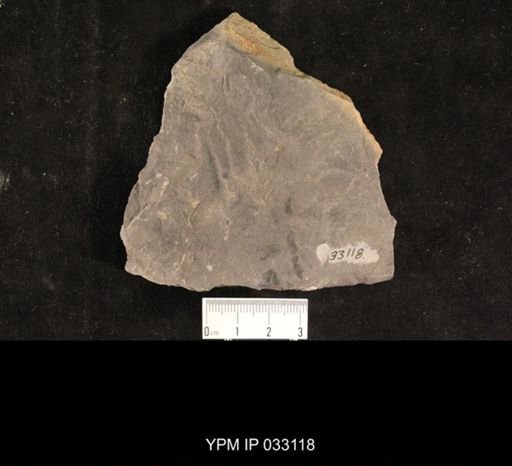 Mormolucoides articulatus