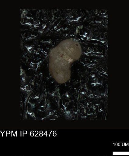 undet. Foraminiferida