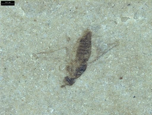 undet. Diptera