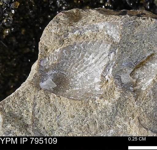 Oxytoma (Hypoxytoma) nebrascana