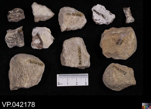 undet. Actinopterygii