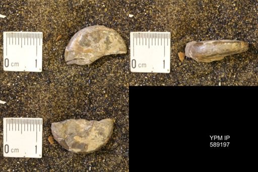 Discoscaphites rossi