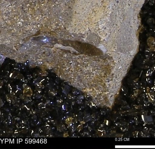 Protocardia subquadrata