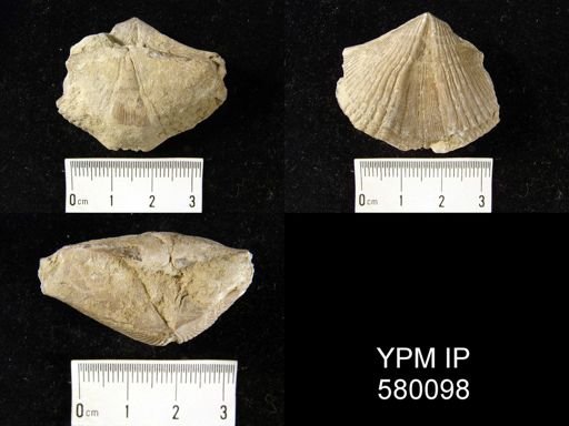 Orthospirifer sp.