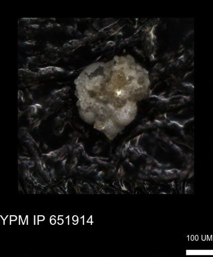 undet. Foraminiferida
