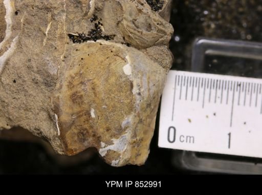 Inoceramus sp.