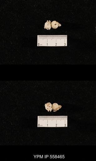 Girtycoelia sp.