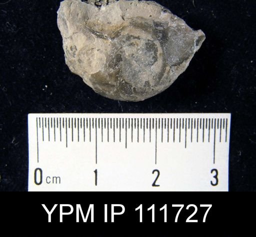 Brachyprion robustum