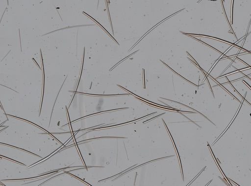 Jaspis stellifera?