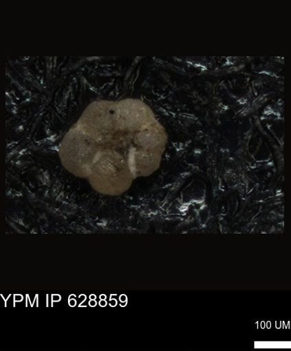 undet. Foraminiferida