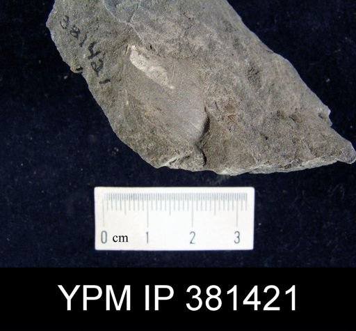 undet. Terebratulida