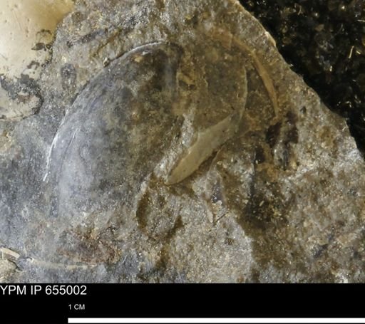undet. Mollusca