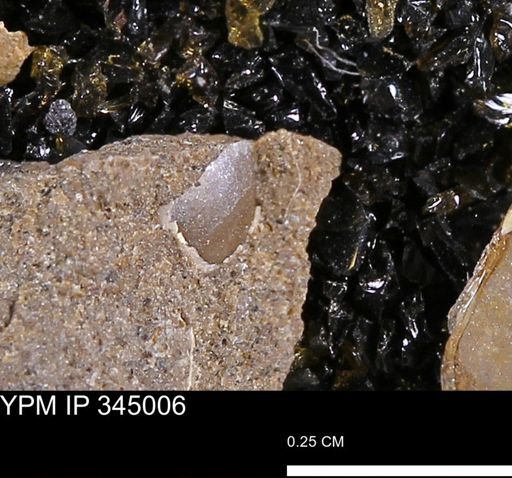 Limopsis striatopunctatus