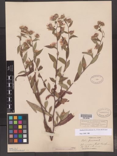 Symphyotrichum puniceum