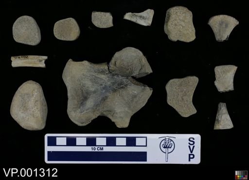 Clidastes sp.