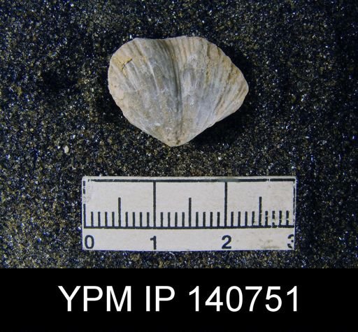 Spirifer (Neospirifer) musakheylensis
