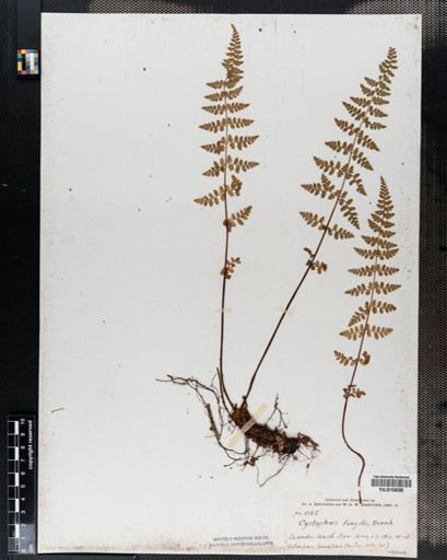 Cystopteris fragilis