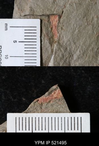 undet. Arthropoda