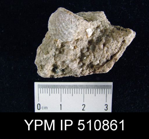 undet. Atrypida