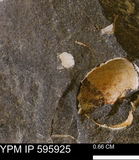 Protocardia sp.