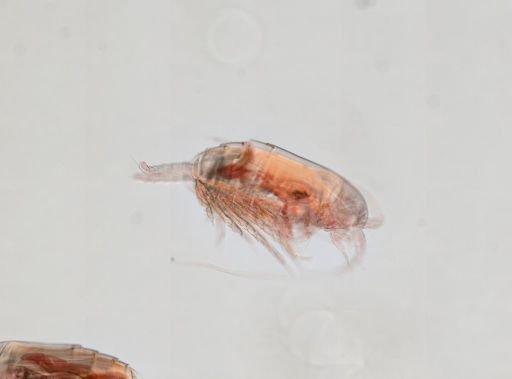 Nannocalanus minor