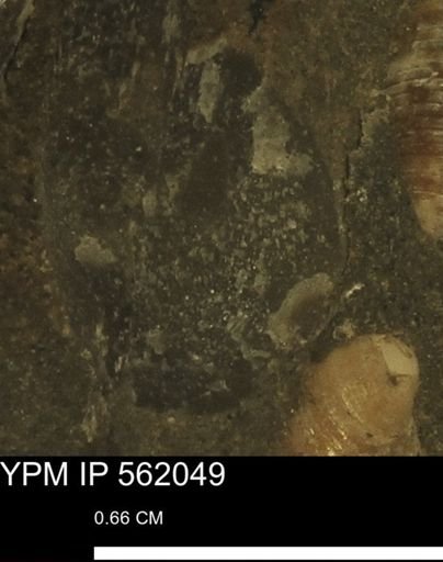 undet. Bivalvia