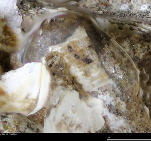 Corbulamella gregaria