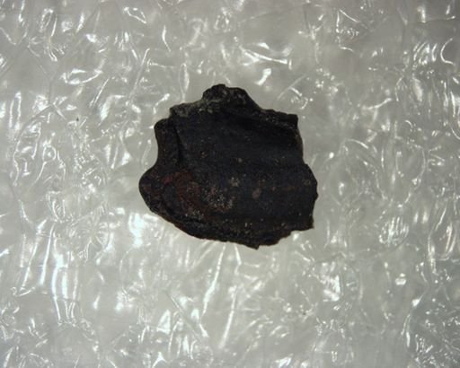 Ptilodus
