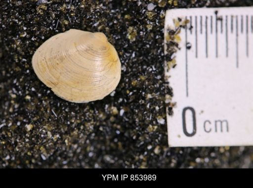 Limopsis striatopunctatus
