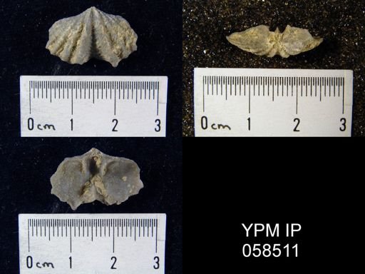 Megakozlowskiella perlamellosa