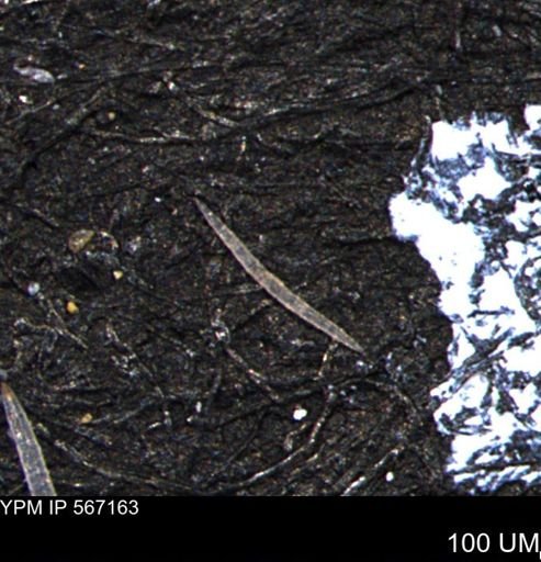 undet. Porifera