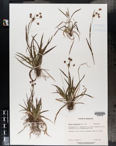 Plantae