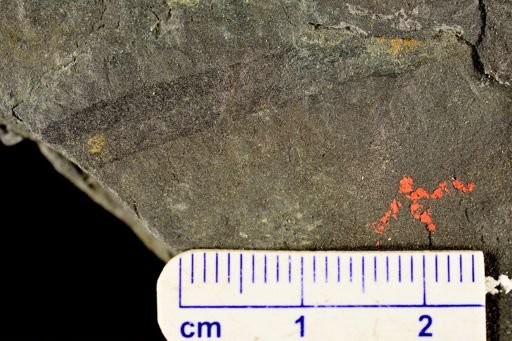 Drepanophycus sp.