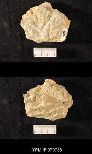 Favosites louisvillensis?