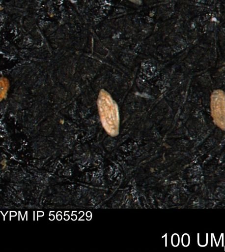 Spirolocammina planula