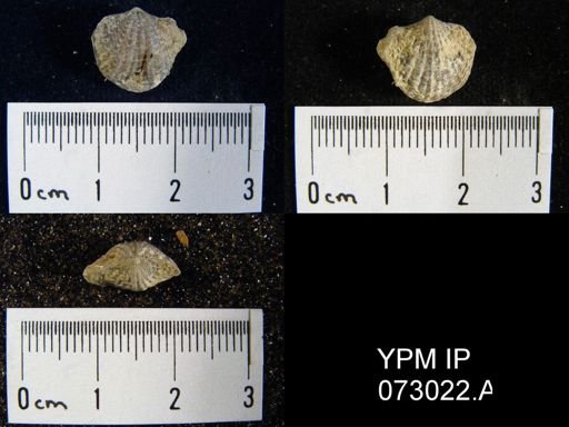 Atrypa tennesseensis