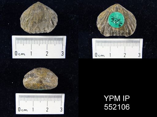 Uncinulus sp.