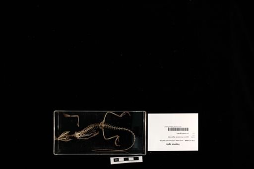 Trapelus agilis