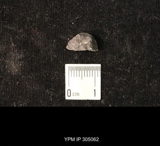 Pharkidonotus sp.