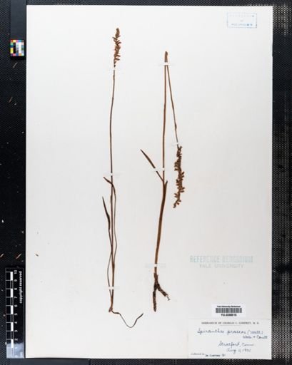 Spiranthes praecox