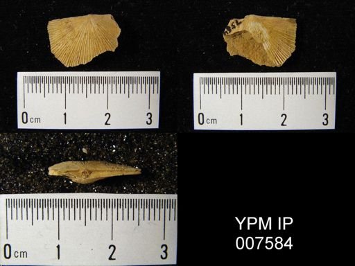 Schuchertella missouriensis