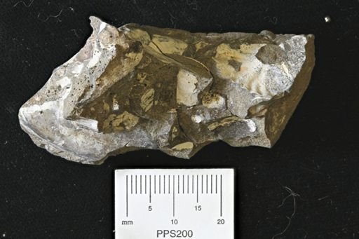 undet. Mollusca