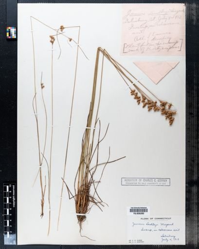 Juncus dudleyi