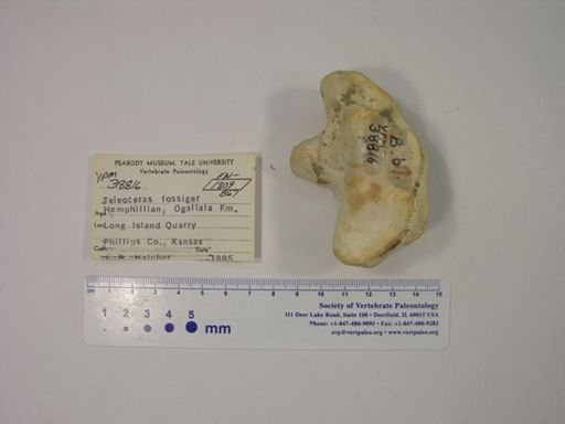 Teleoceras fossiger