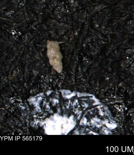 Verneuilinoides kansasensis