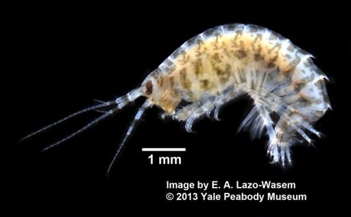 Gammarus mucronatus