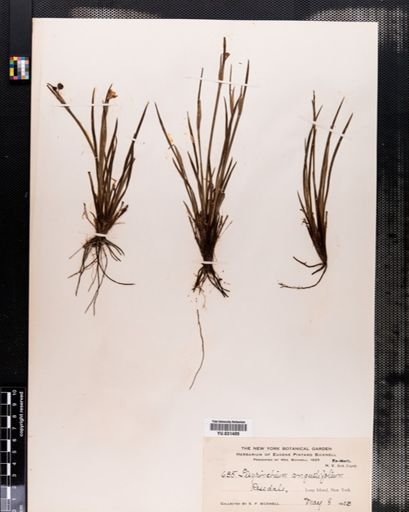 Sisyrinchium angustifolium