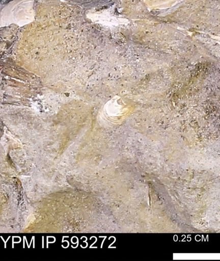 undet. Bivalvia