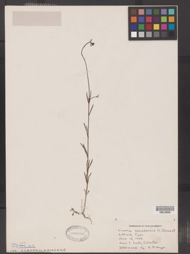 Linaria canadensis